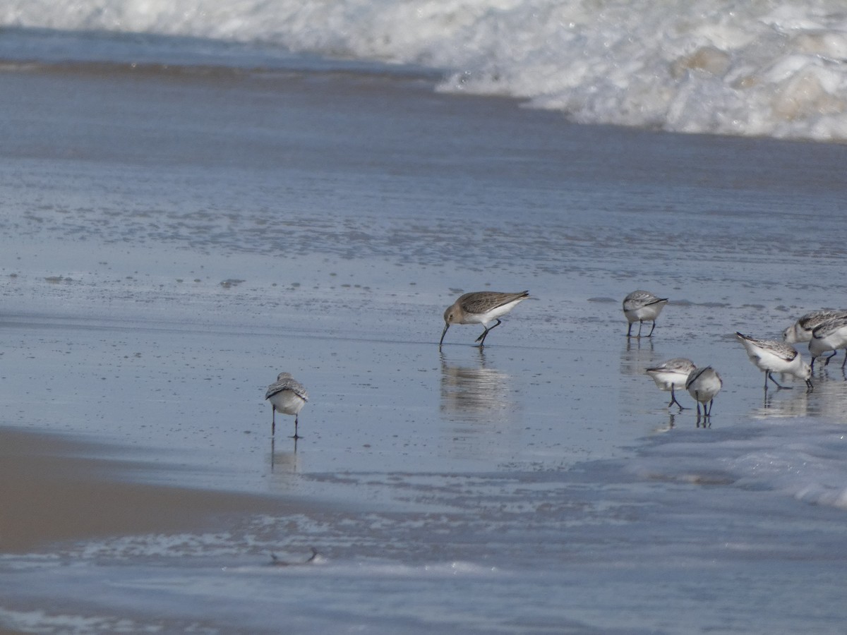 Dunlin - ML644617957