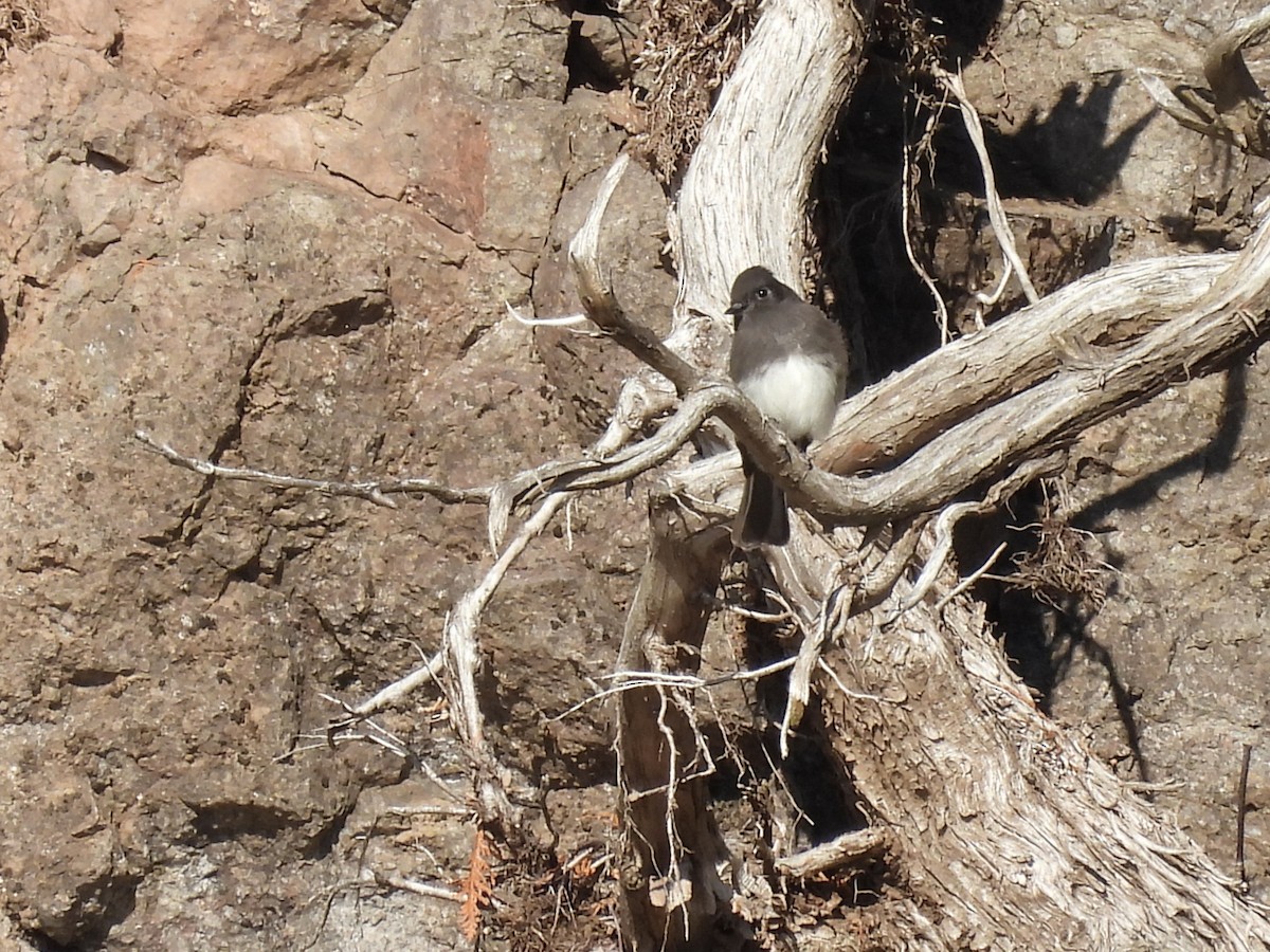 Mosquero Negro - ML644617959