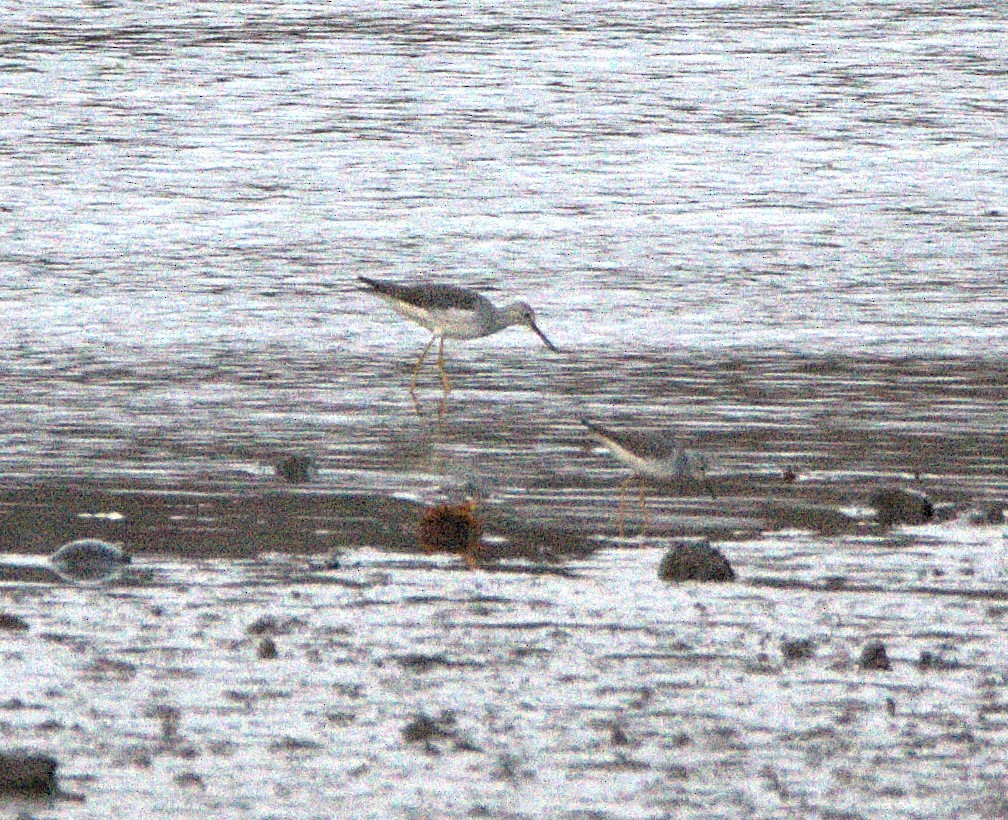 Greater Yellowlegs - ML644617963