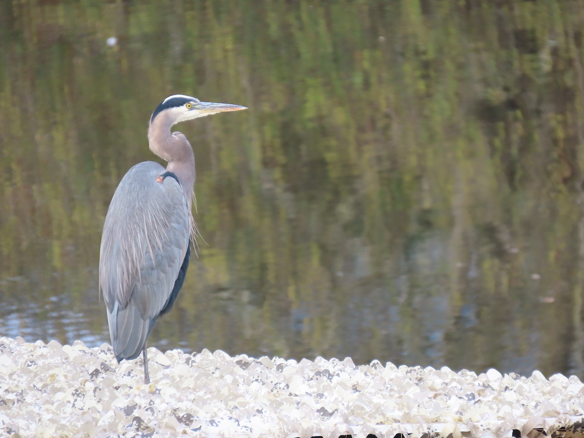 Great Blue Heron (Great Blue) - ML644617976
