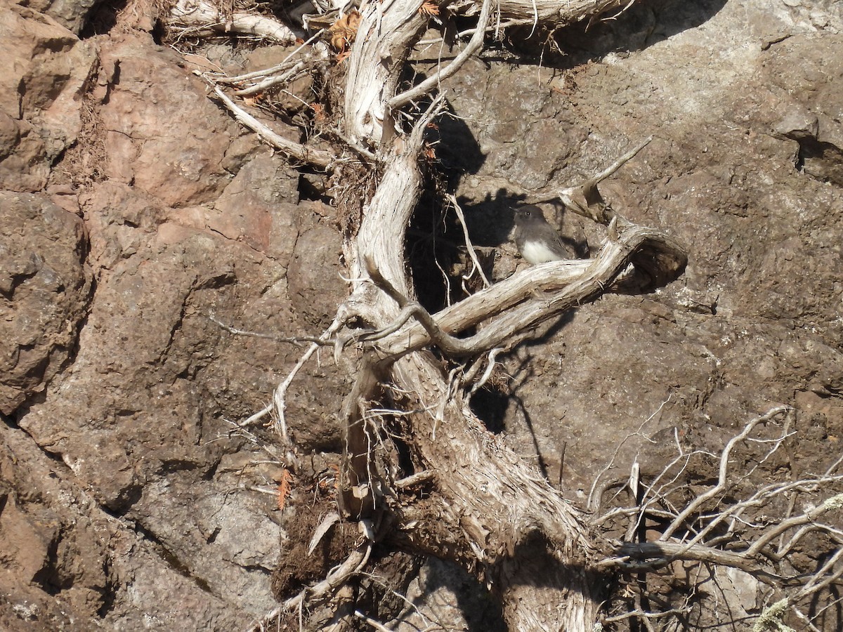 Mosquero Negro - ML644617978