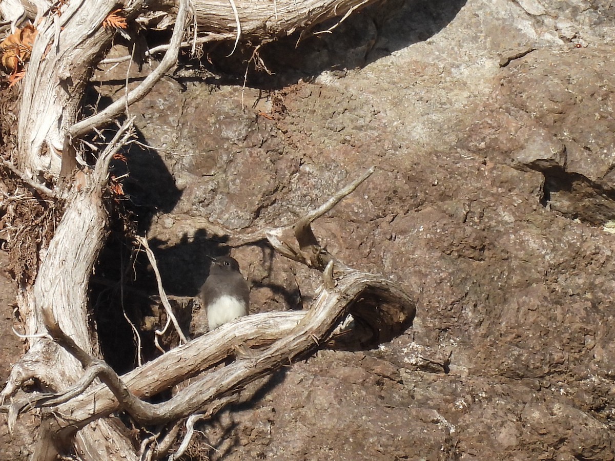 Mosquero Negro - ML644617994