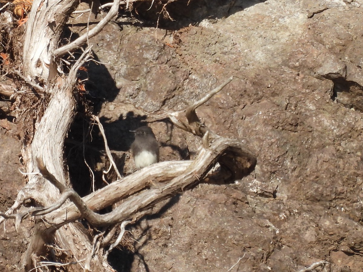 Mosquero Negro - ML644618000