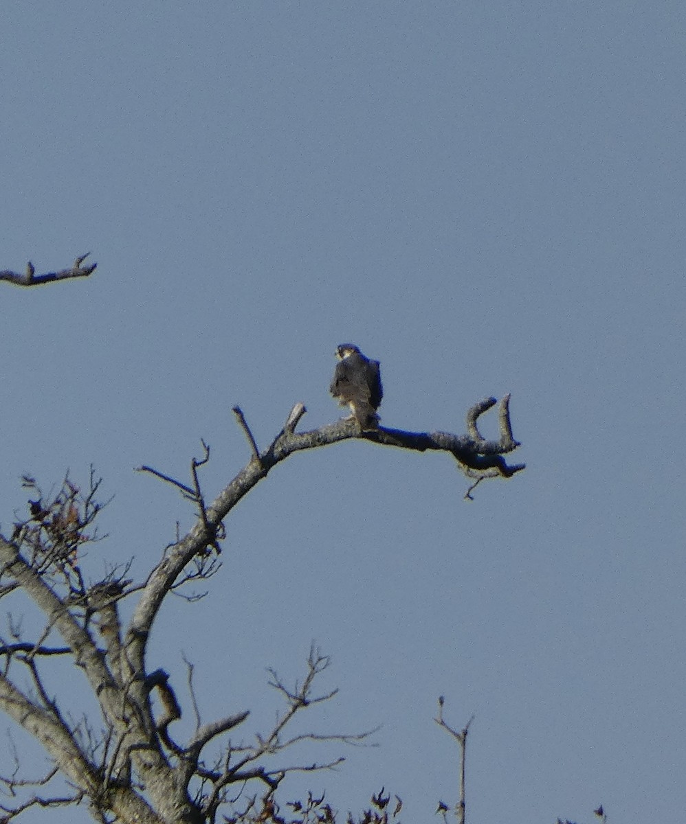 Peregrine Falcon - ML644618005