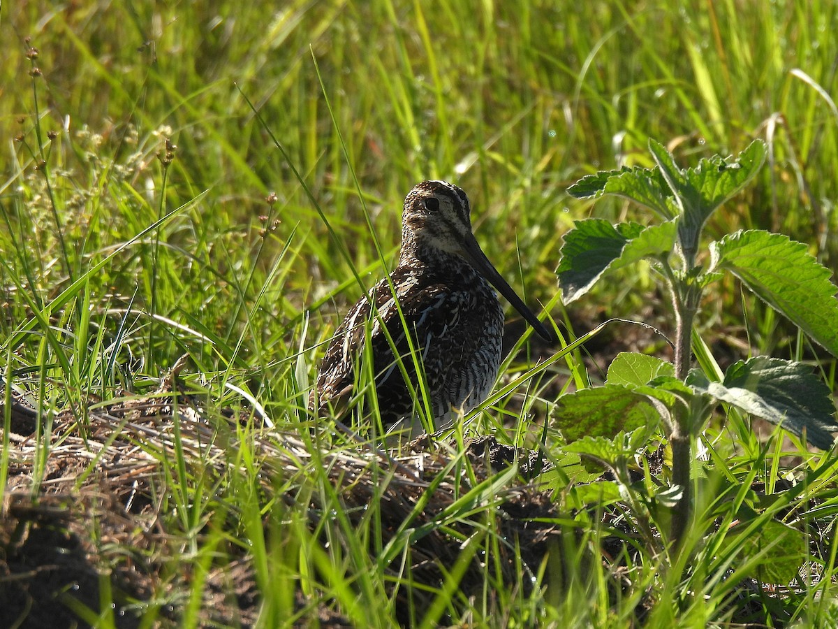 Pantanal Snipe - ML644618007