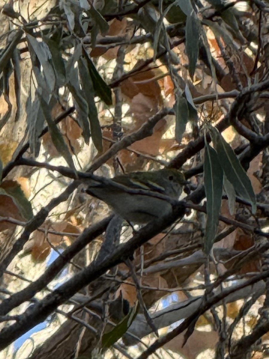 Chestnut-sided Warbler - ML644618009