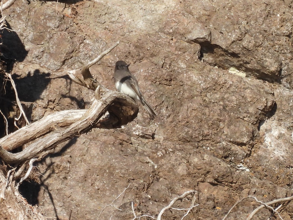 Mosquero Negro - ML644618014