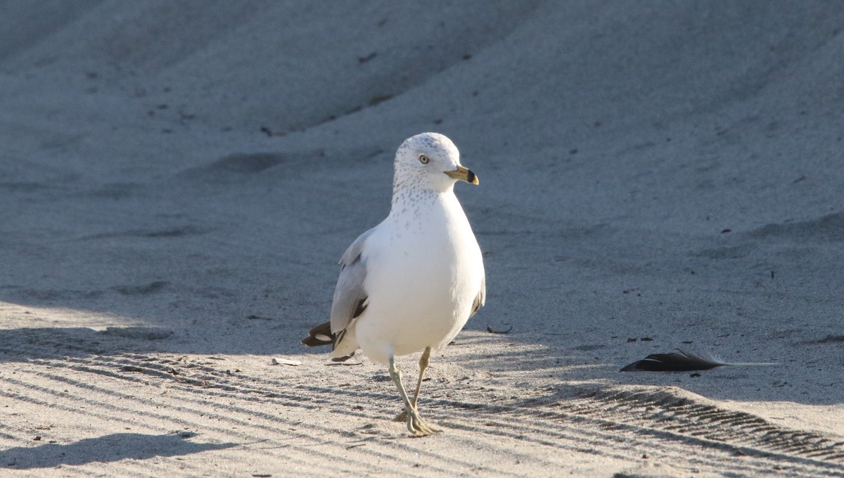 Gavina americana - ML644618019