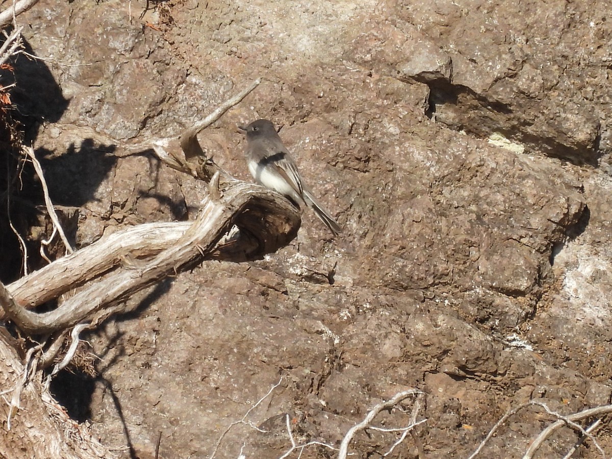 Mosquero Negro - ML644618023