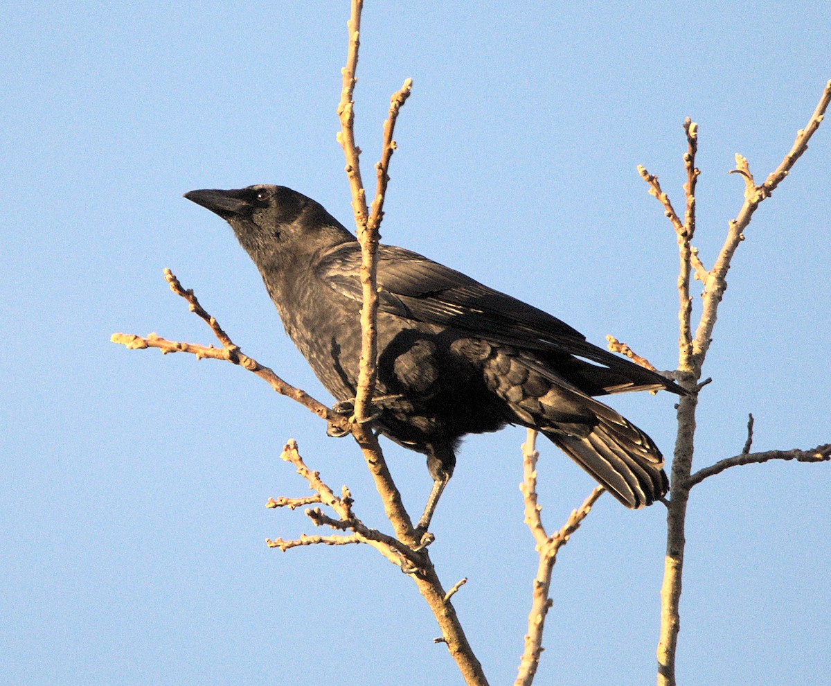 American Crow - ML644618025