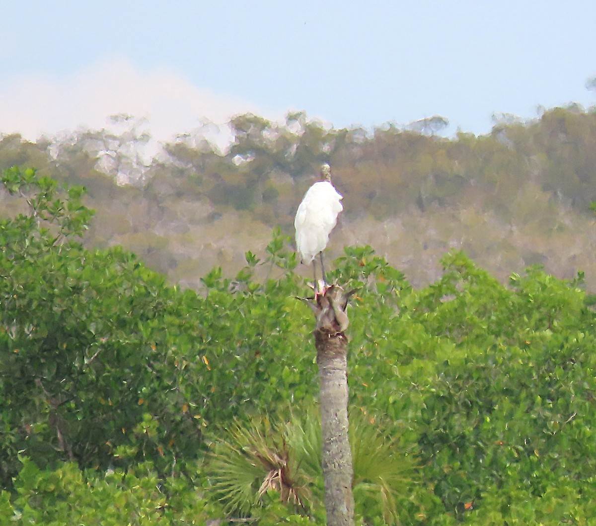 Американский клювач - ML644618027