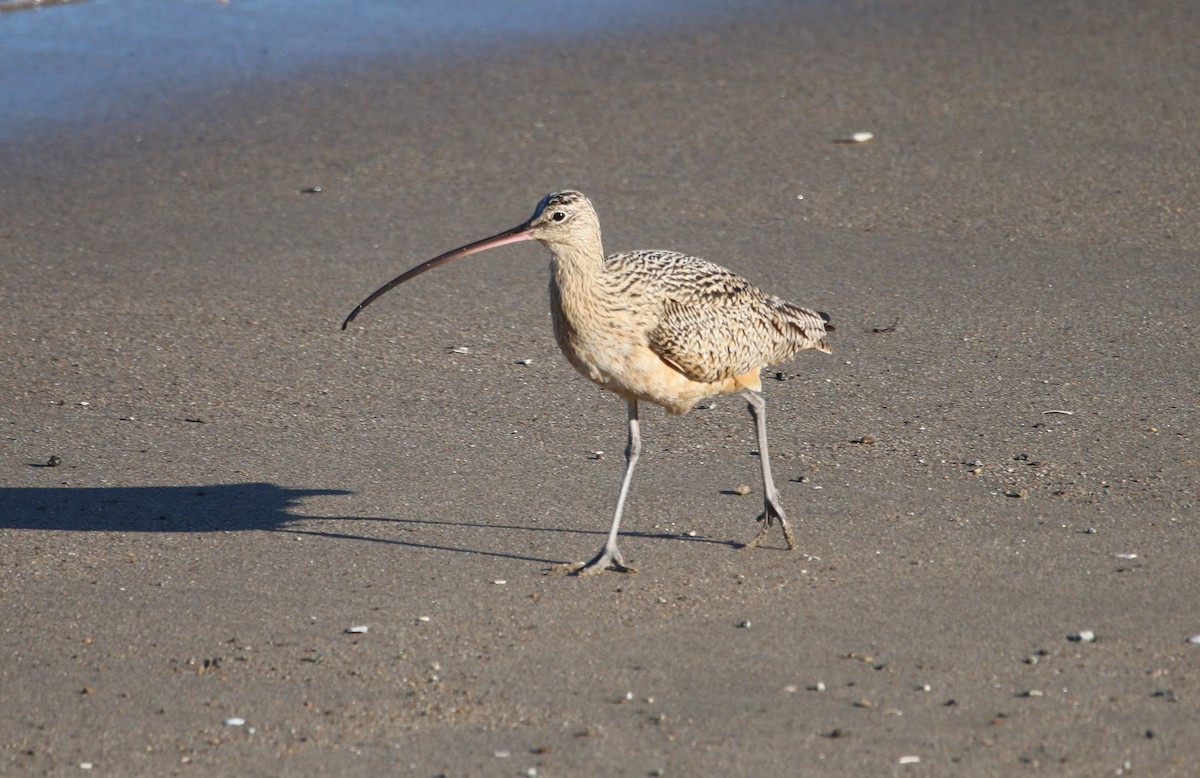 Кульон американський - ML644618029