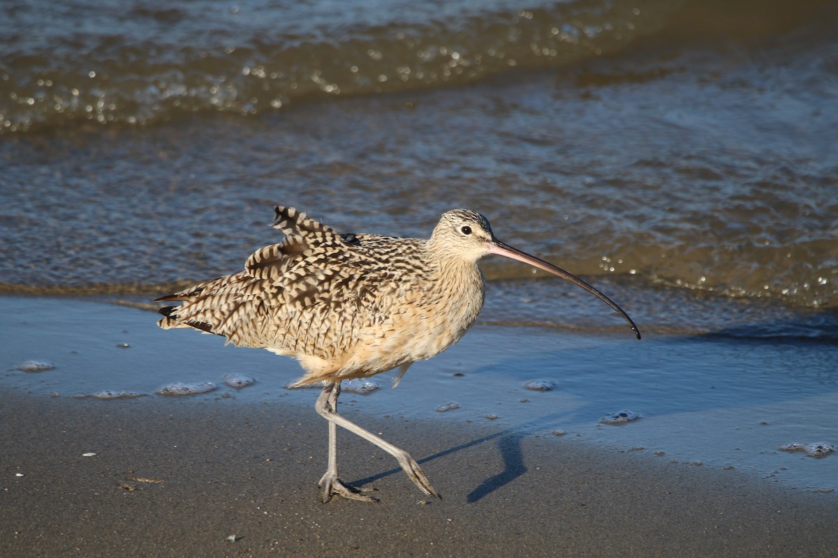 Кульон американський - ML644618032