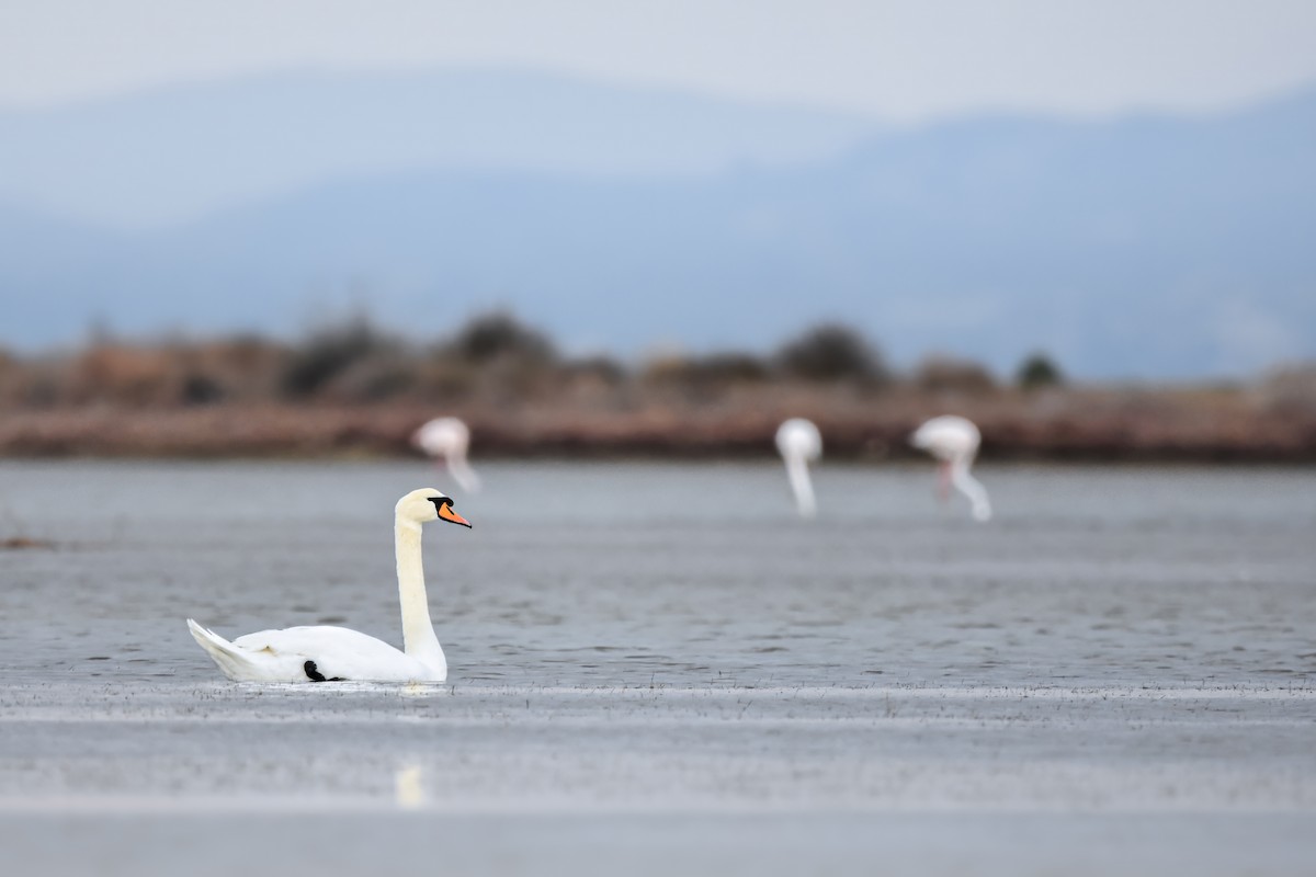 Cygne tuberculé - ML644618033