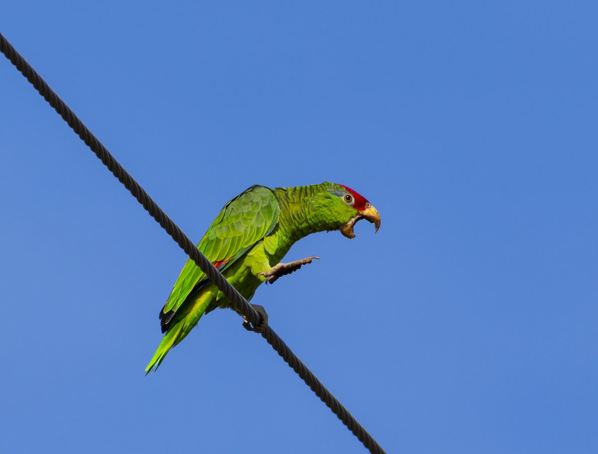 Red-crowned Amazon - ML644618034