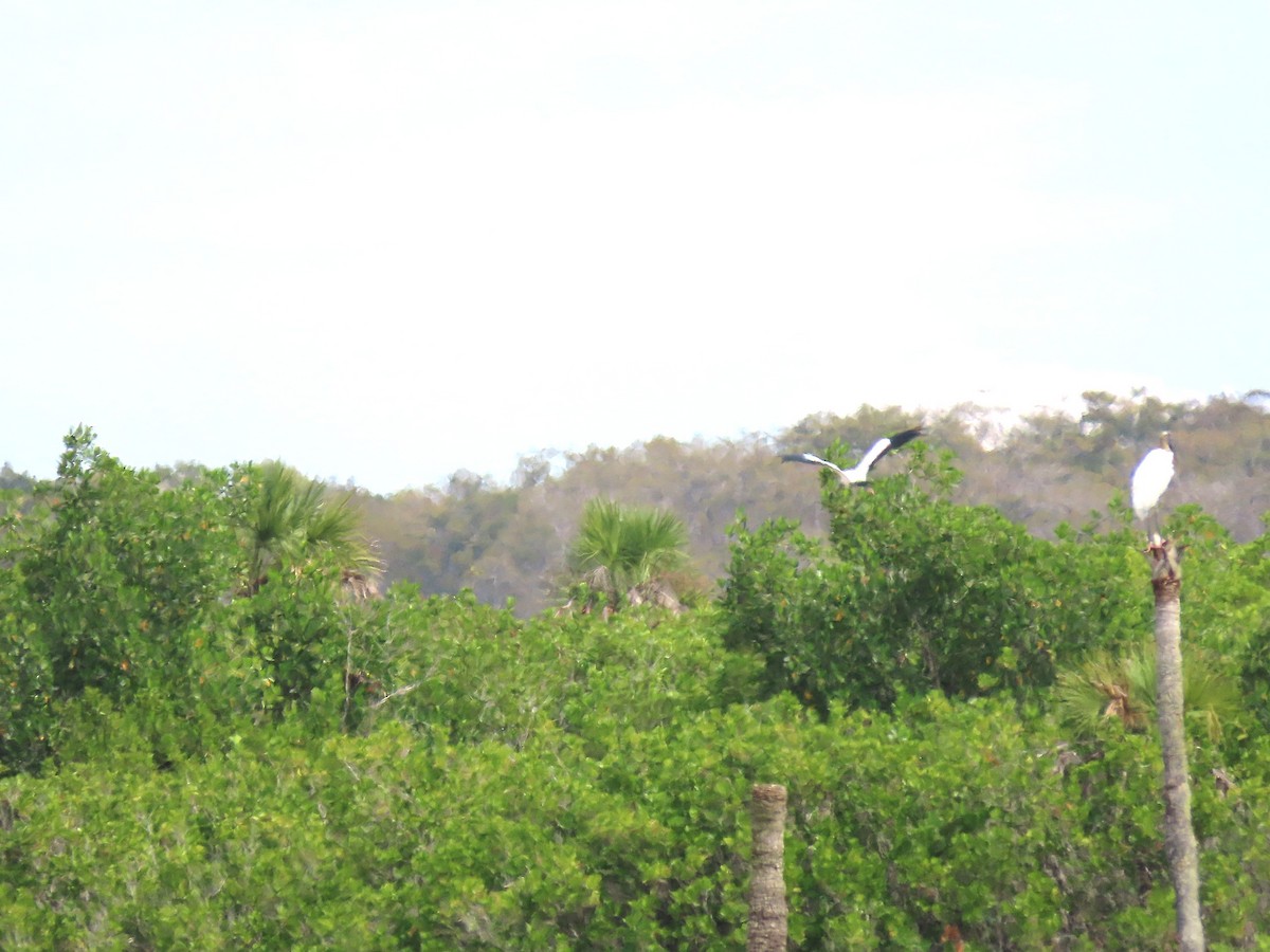 Американский клювач - ML644618037