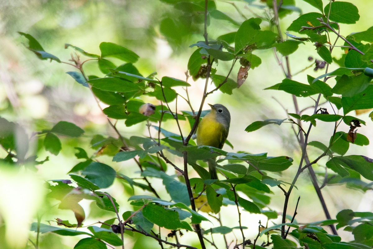 Nashville Warbler - ML644618038