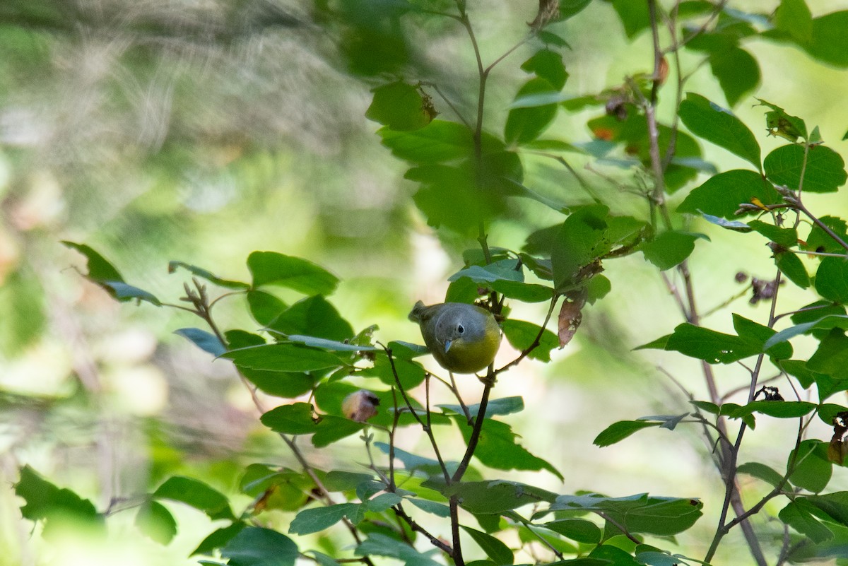 Nashville Warbler - ML644618040