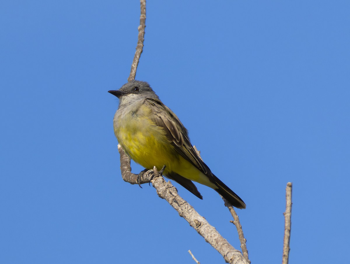 Cassin's Kingbird - ML644618041
