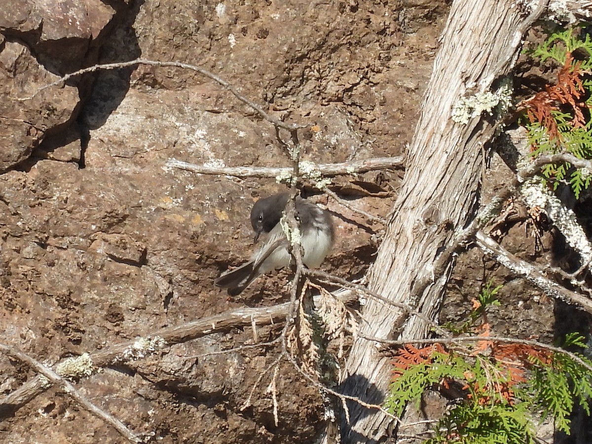 Mosquero Negro - ML644618046