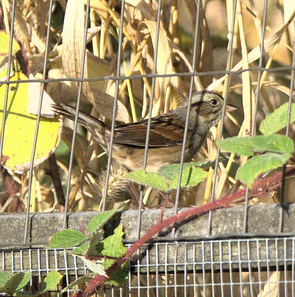 Swamp Sparrow - ML644618054