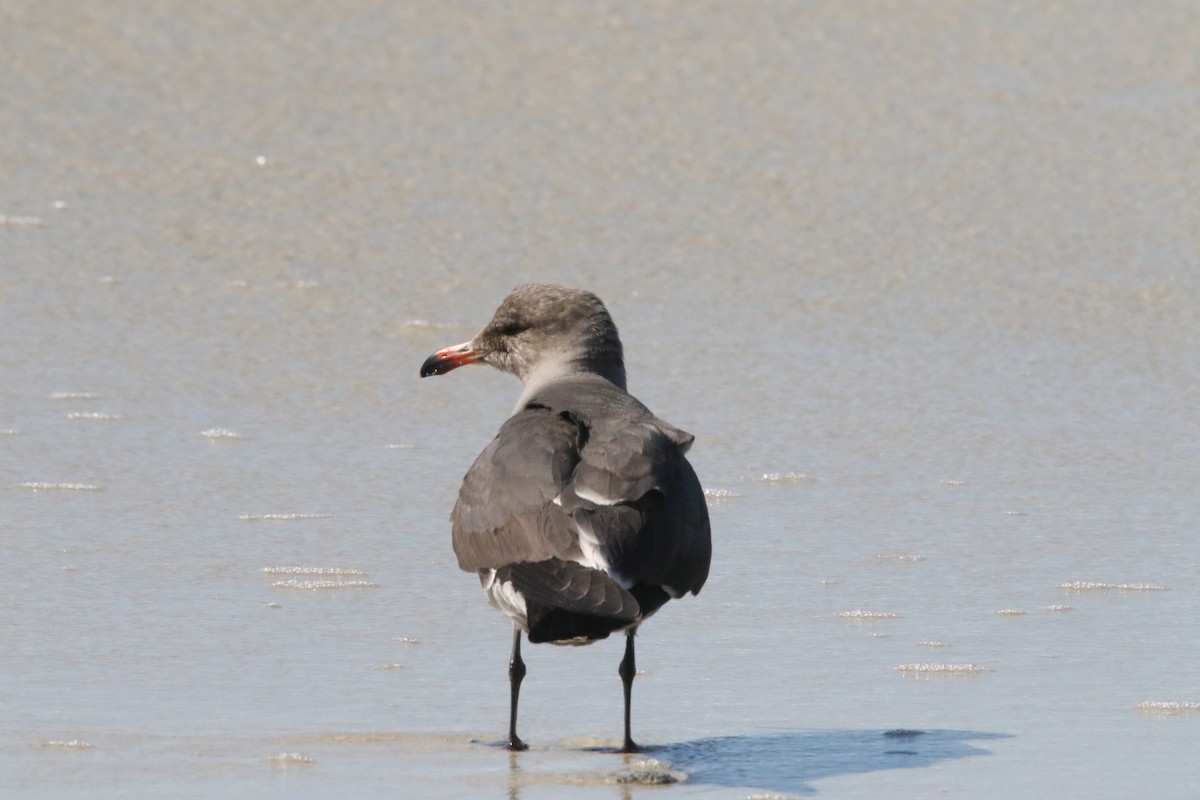 Heermann's Gull - ML644618055