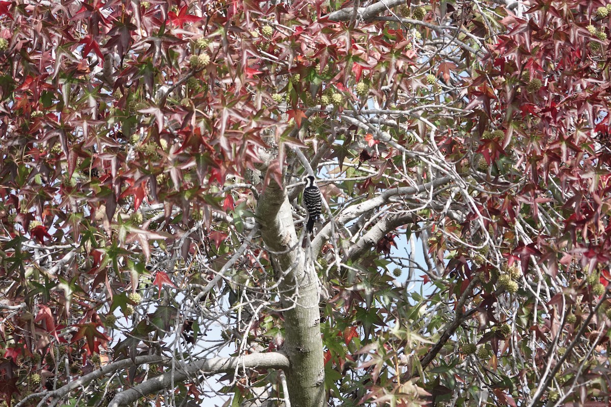 シロハラシマアカゲラ - ML644618064