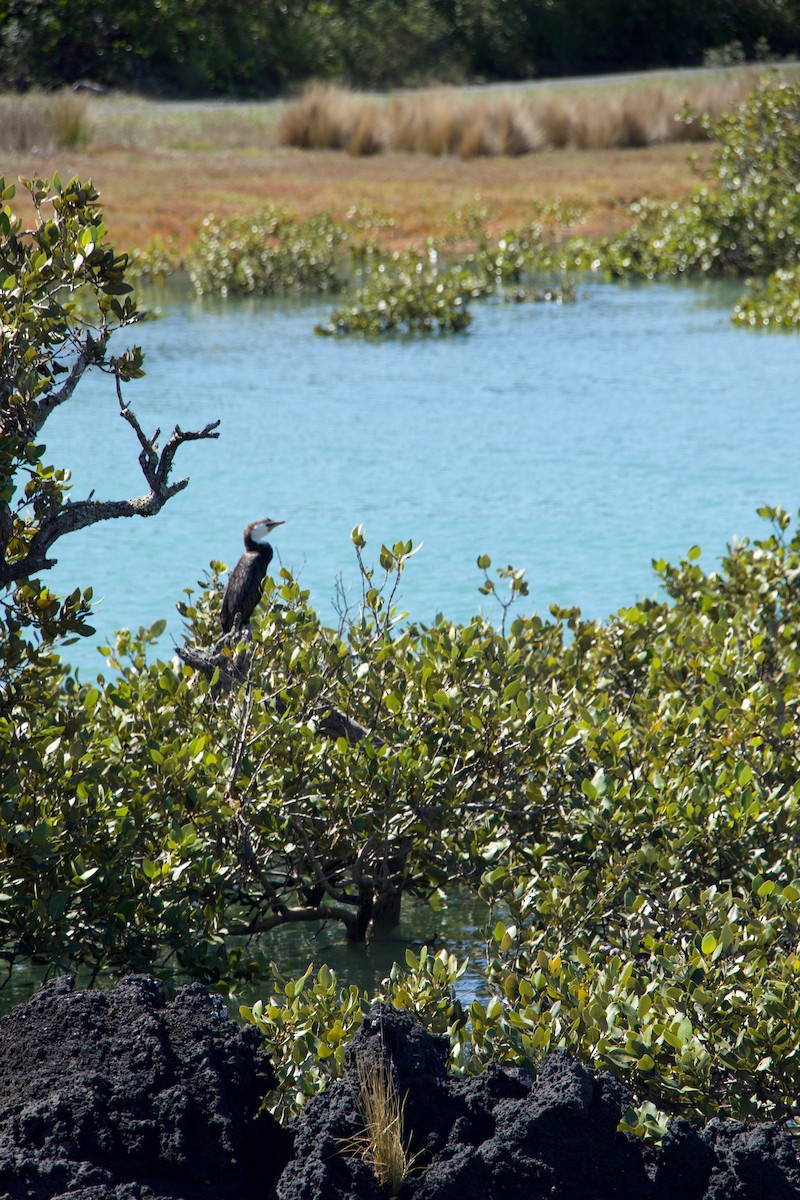 Little Pied Cormorant - ML644618068