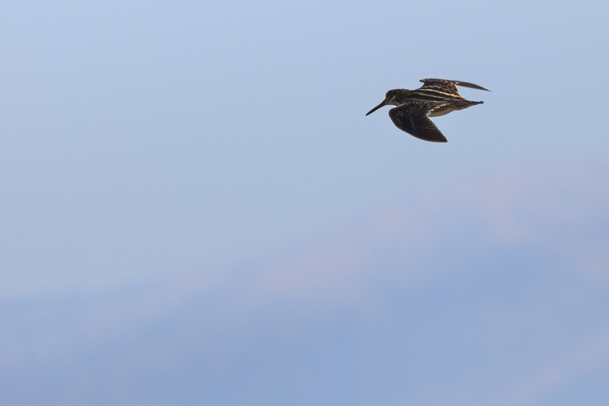 Jack Snipe - ML644618071