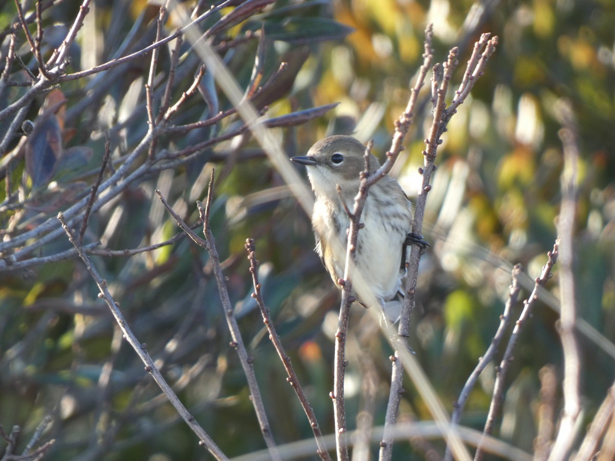 Yellow-rumped Warbler - ML644618085