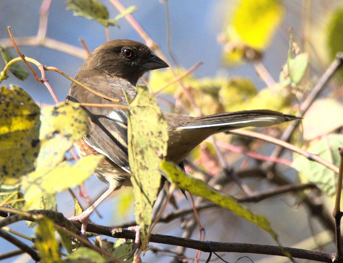 Eastern Towhee - ML644618098