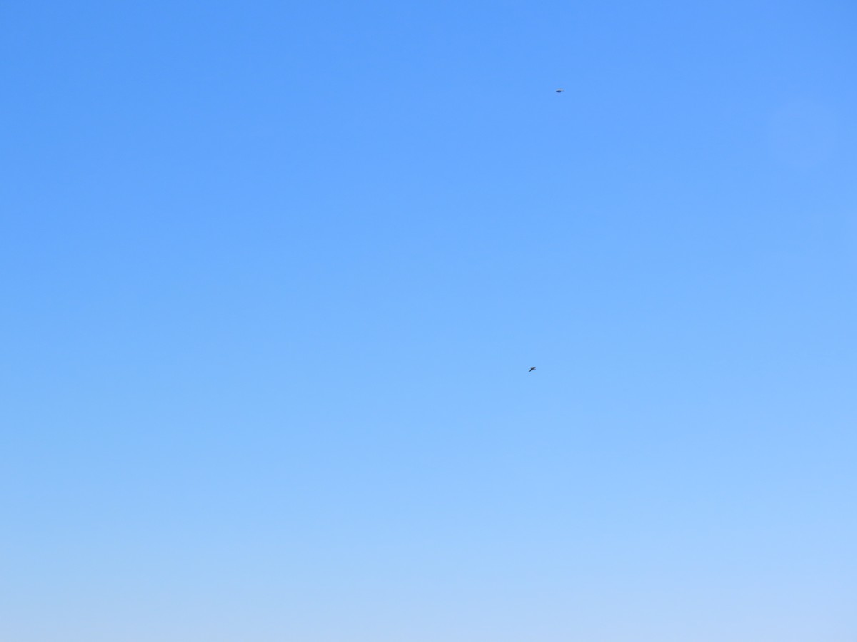 tundraspurv - ML644618101