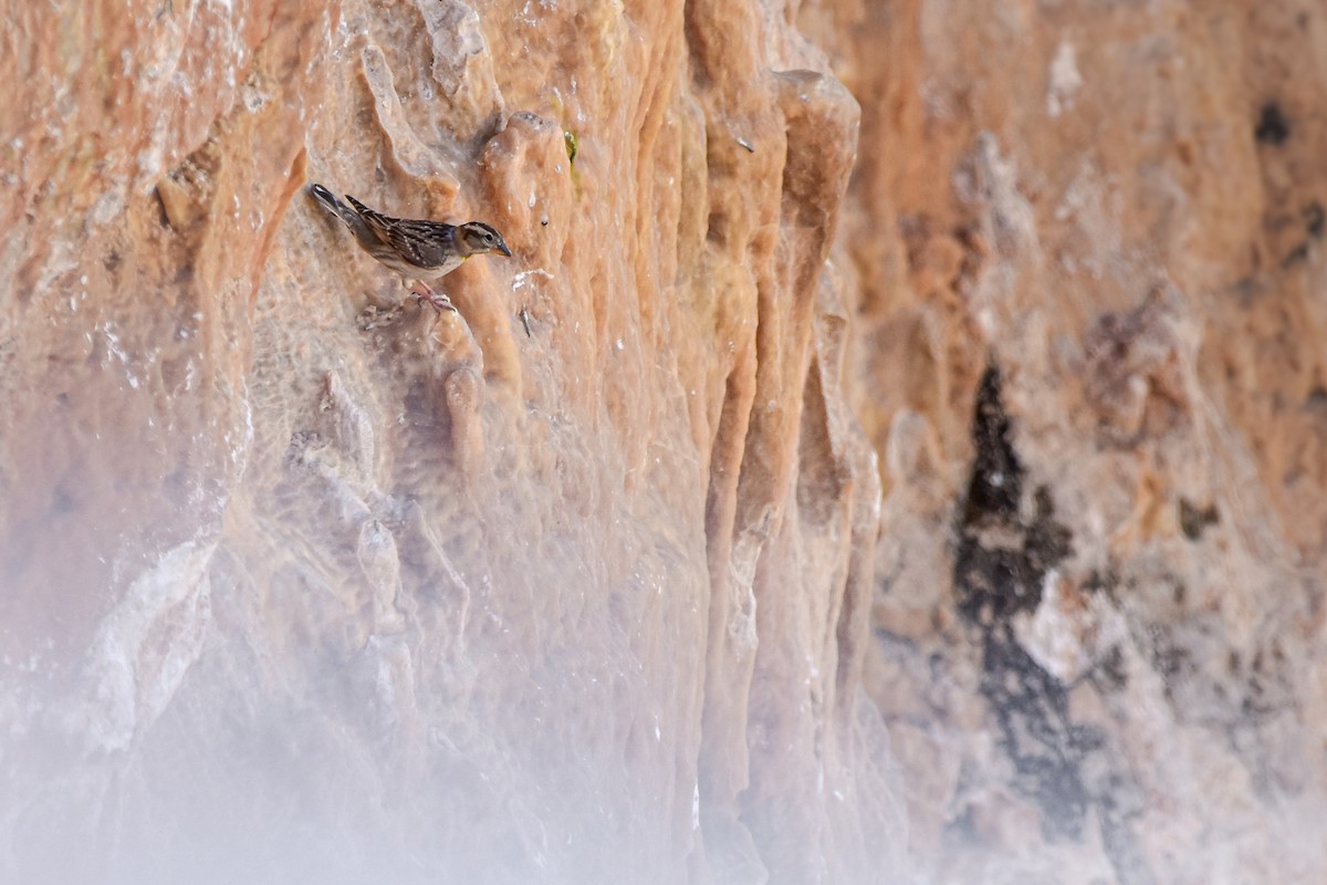 イワスズメ - ML644618111