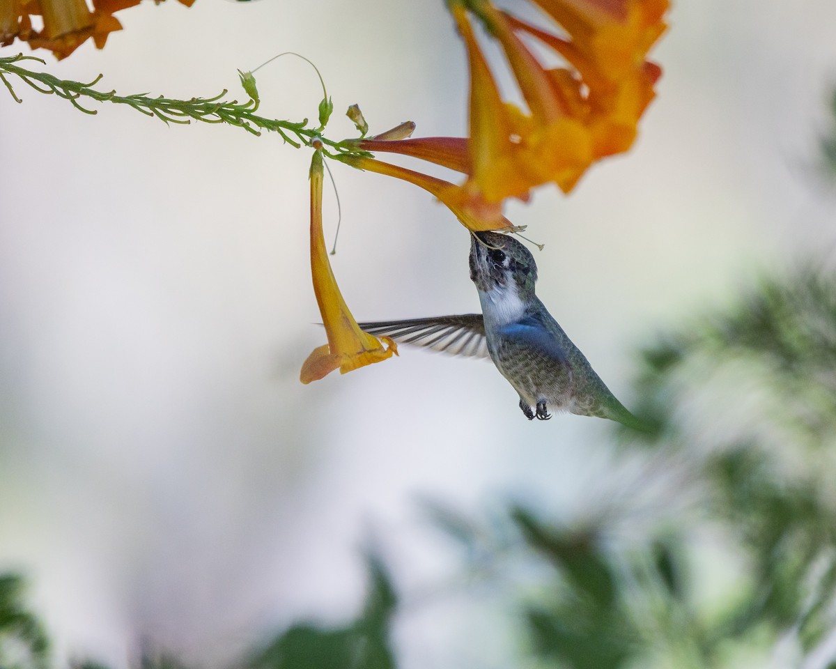 Фиалковый калипсо - ML644618130