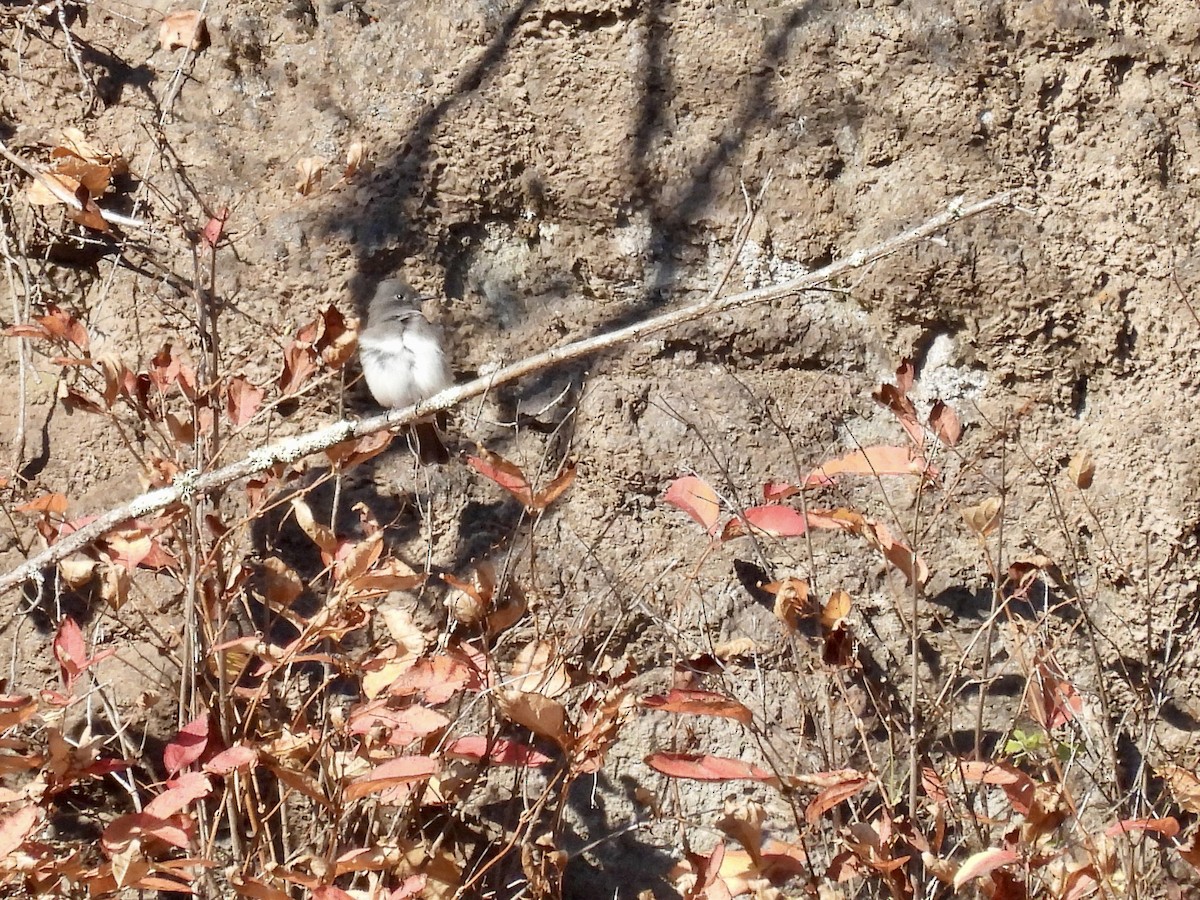 Mosquero Negro - ML644618134