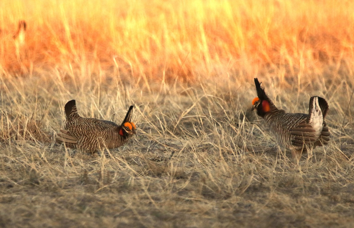 Lesser Prairie-Chicken - ML644618138