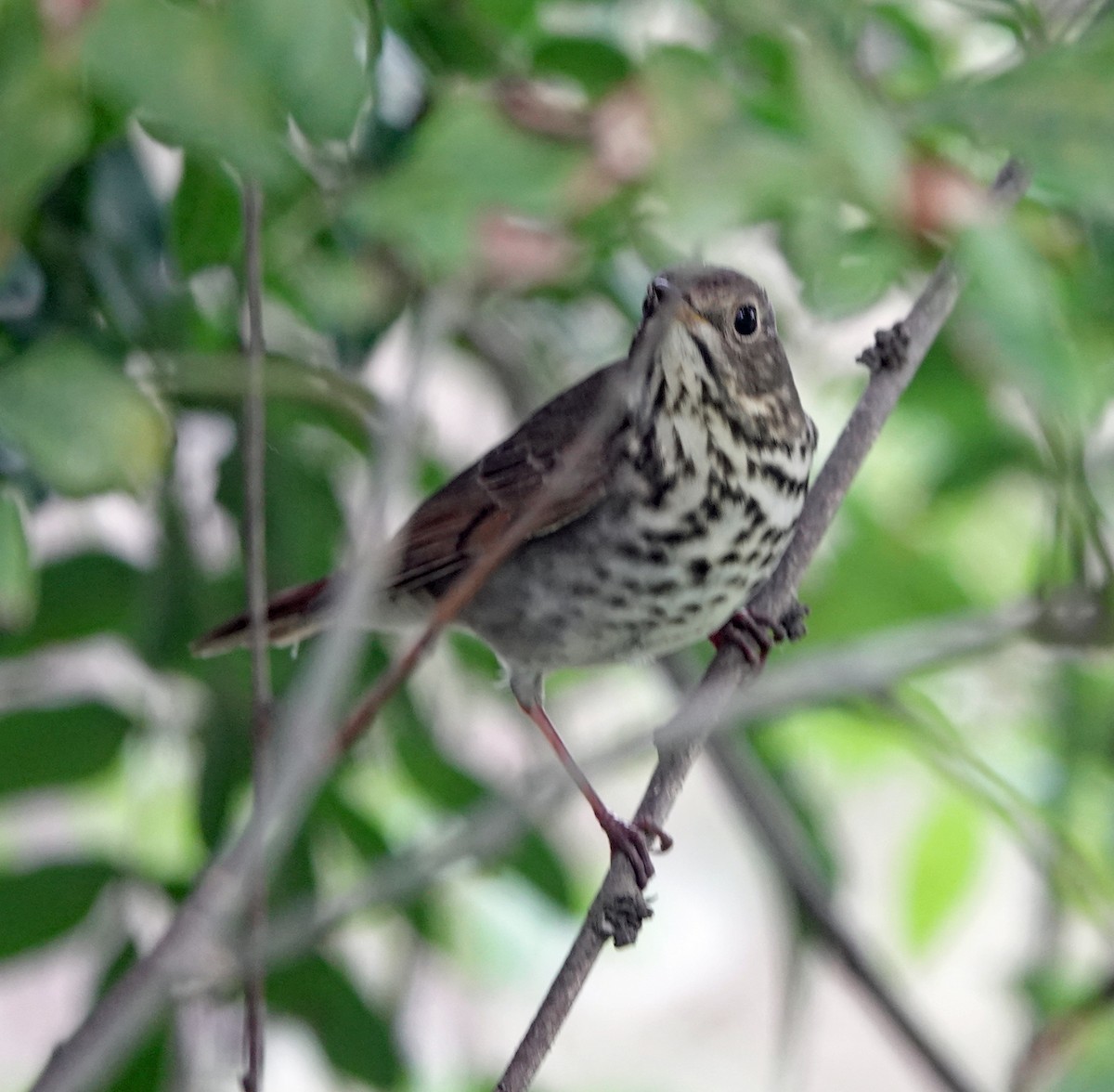 Hermit Thrush - ML644618141