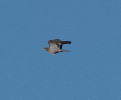 Band-tailed Pigeon - ML644618145