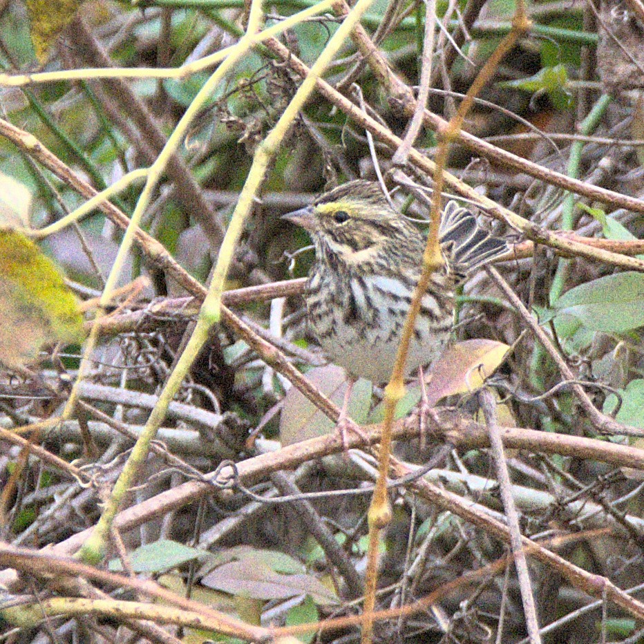 Savannah Sparrow - ML644618147