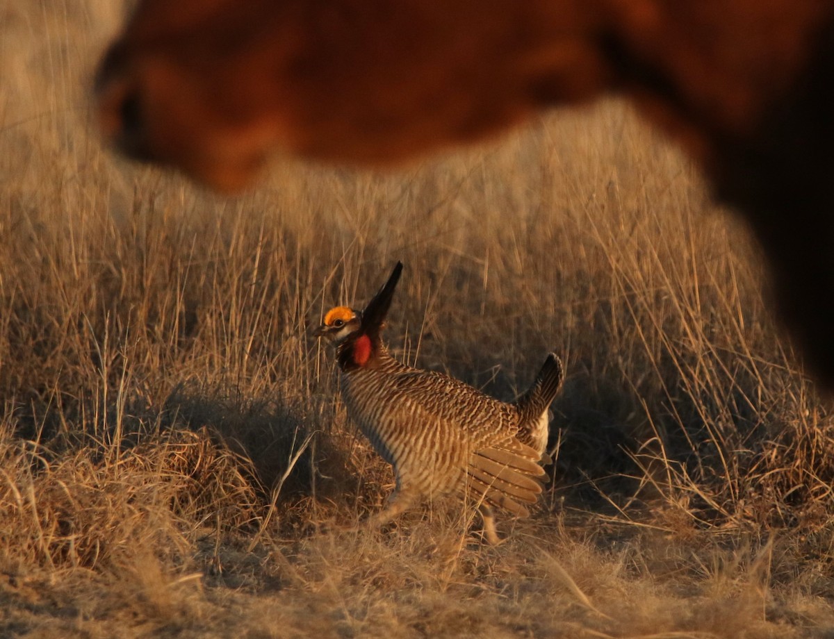 Lesser Prairie-Chicken - ML644618148