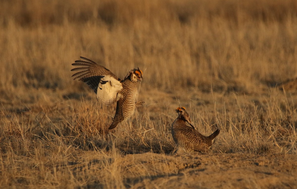 Lesser Prairie-Chicken - ML644618174