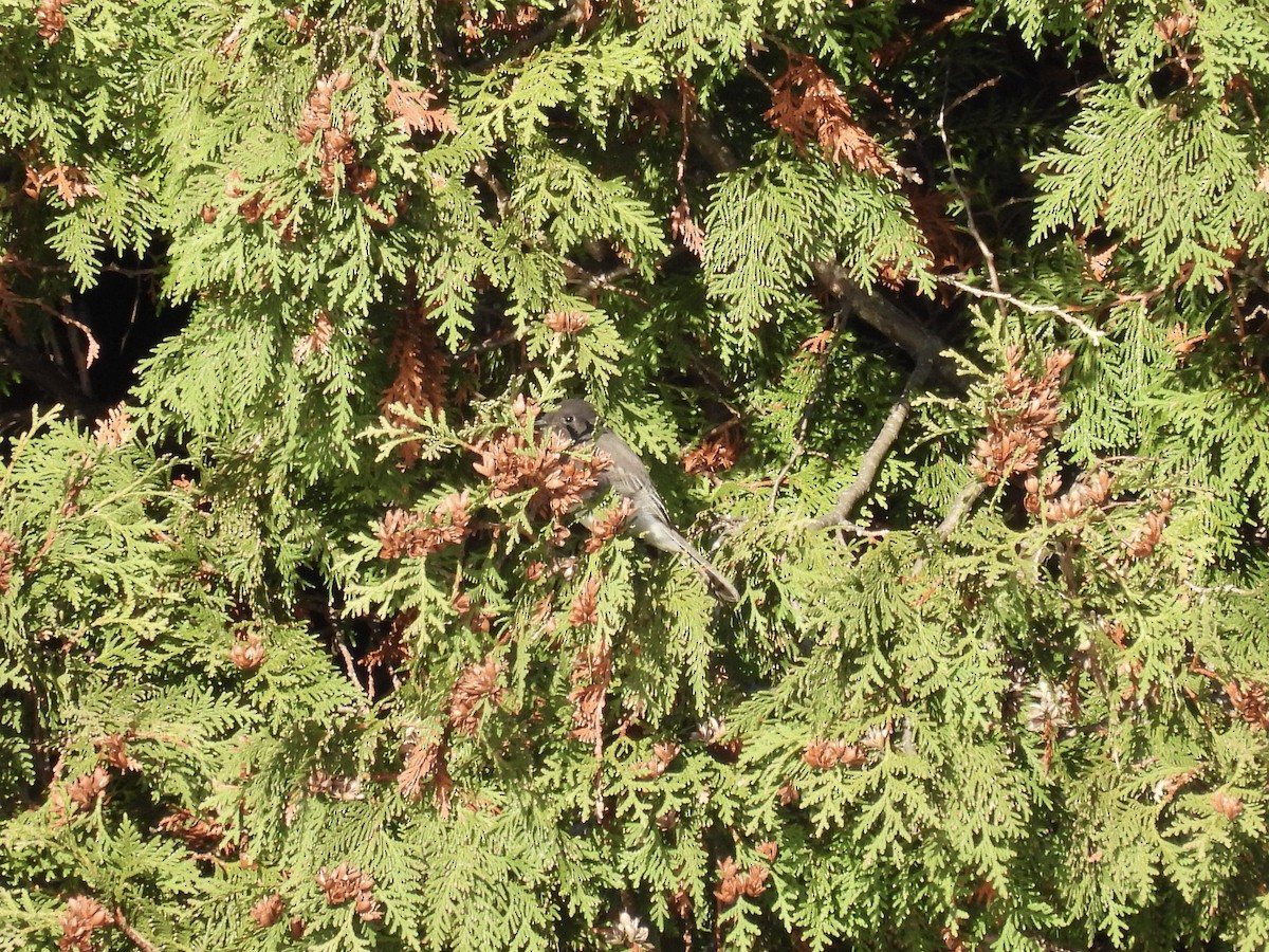 Mosquero Negro - ML644618176