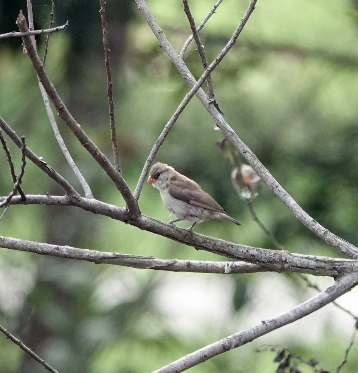 Pin-tailed Whydah - ML644618178
