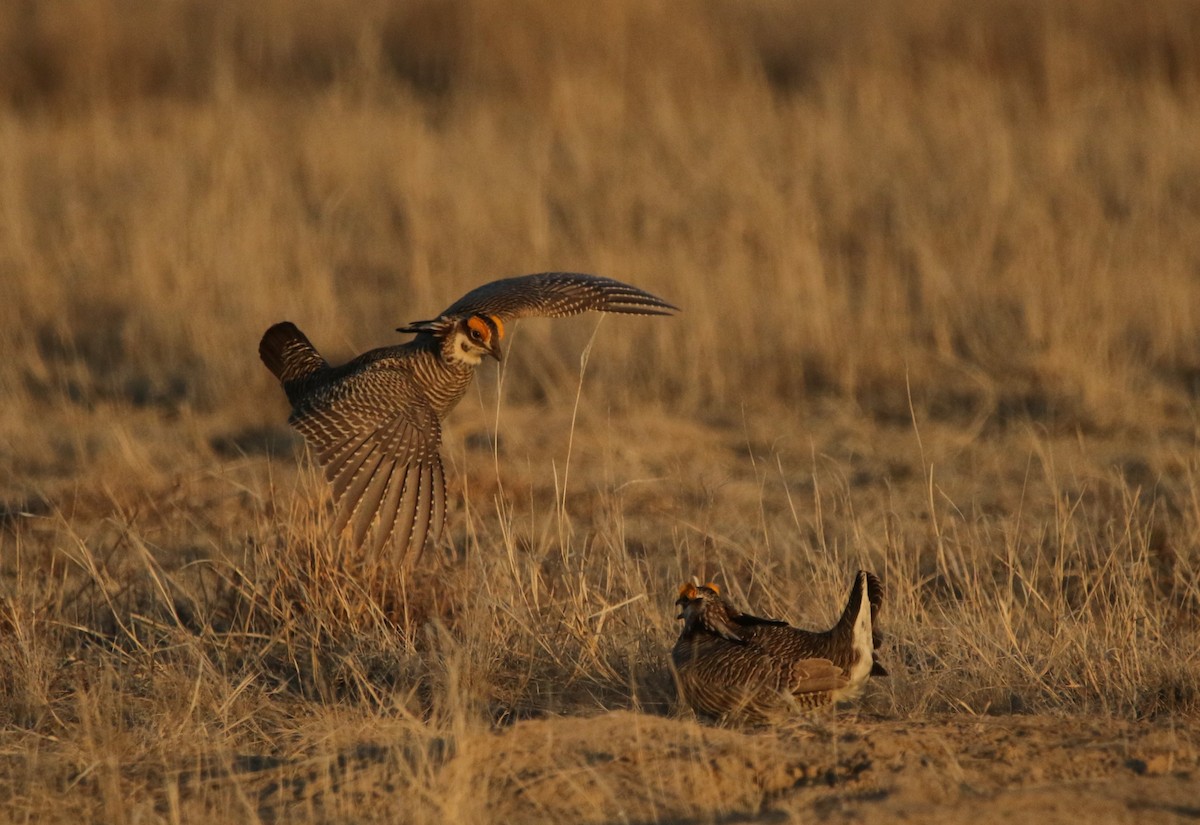 Lesser Prairie-Chicken - ML644618180