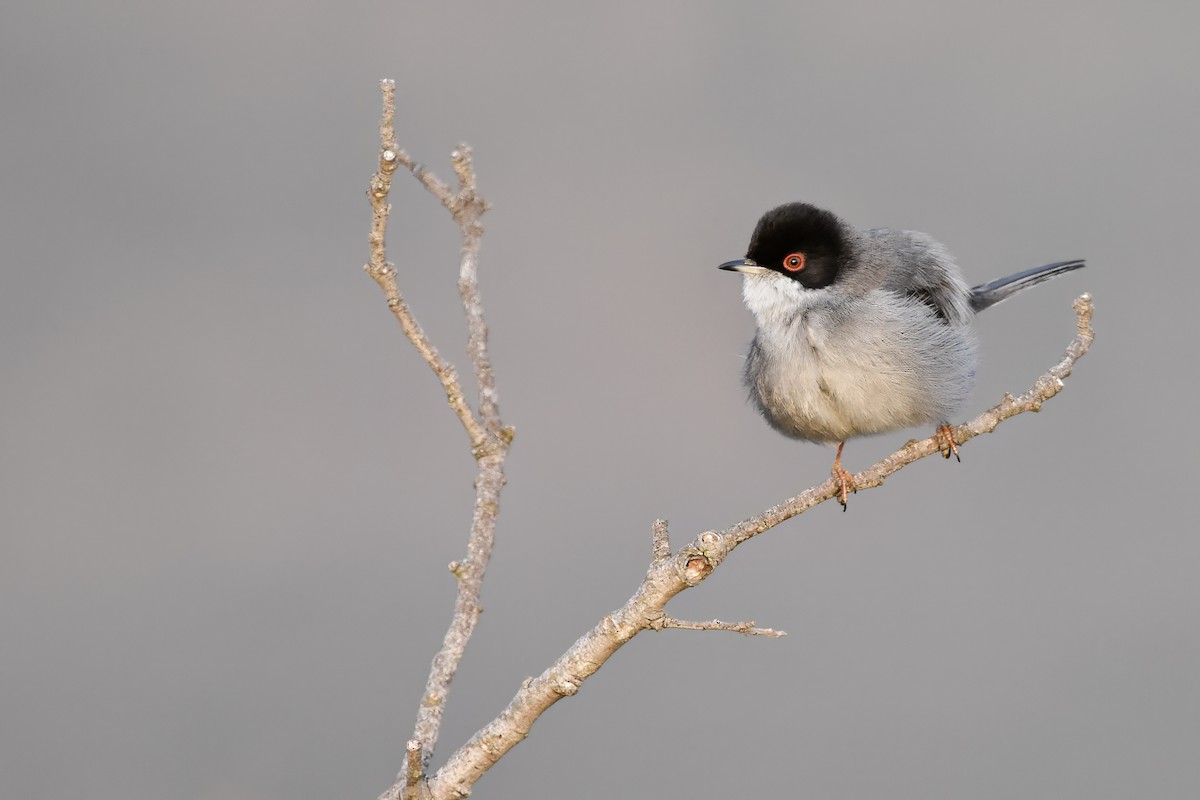 Txinbo burubeltza - ML644618183