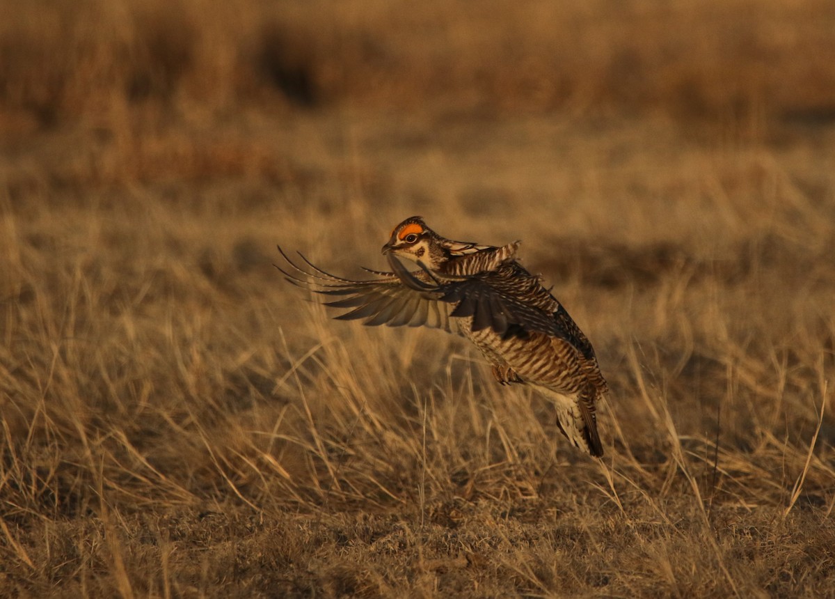 Lesser Prairie-Chicken - ML644618184