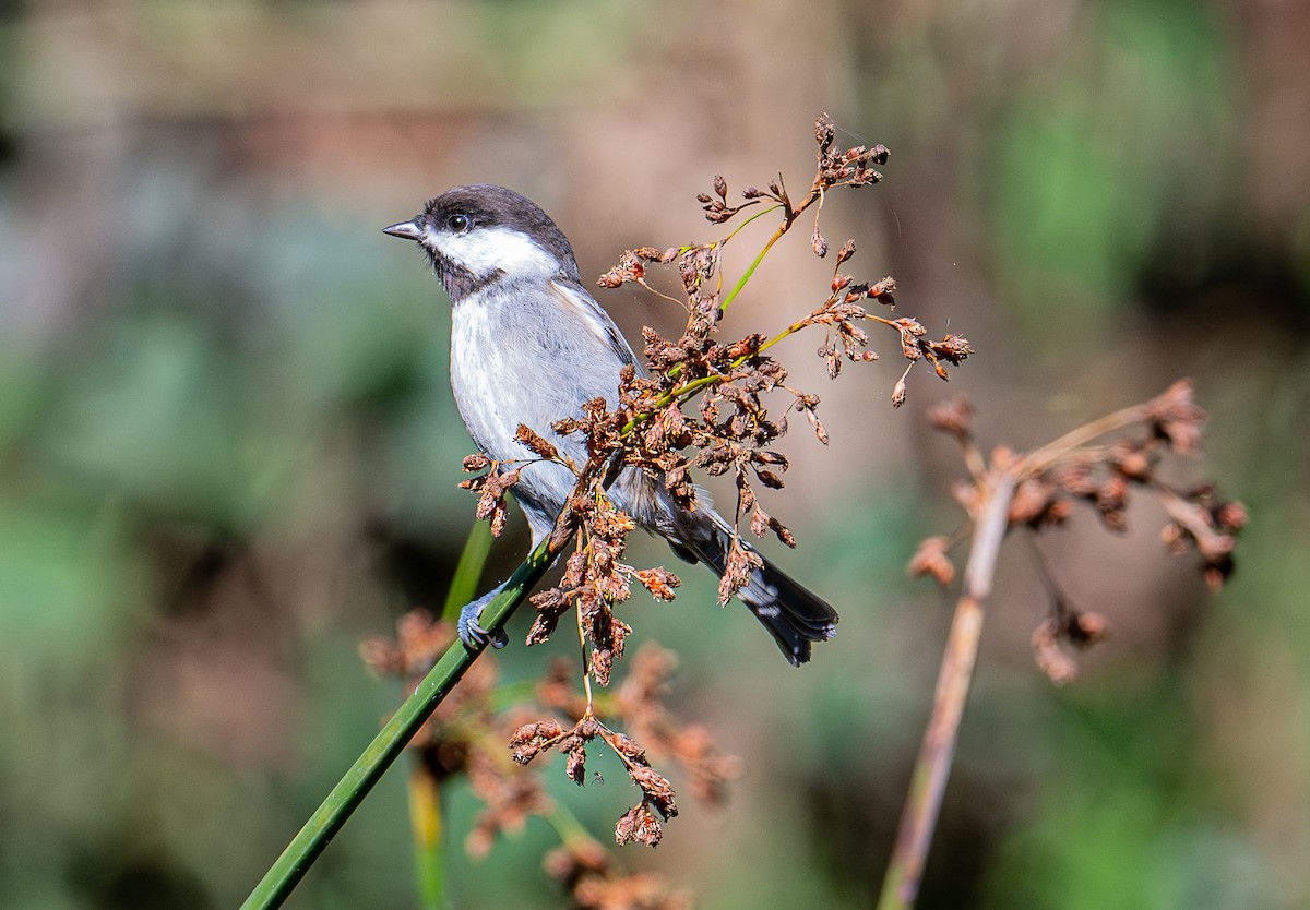 Chestnut-backed Chickadee - ML644618188