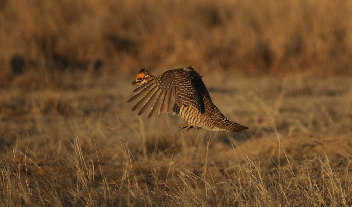 Lesser Prairie-Chicken - ML644618190