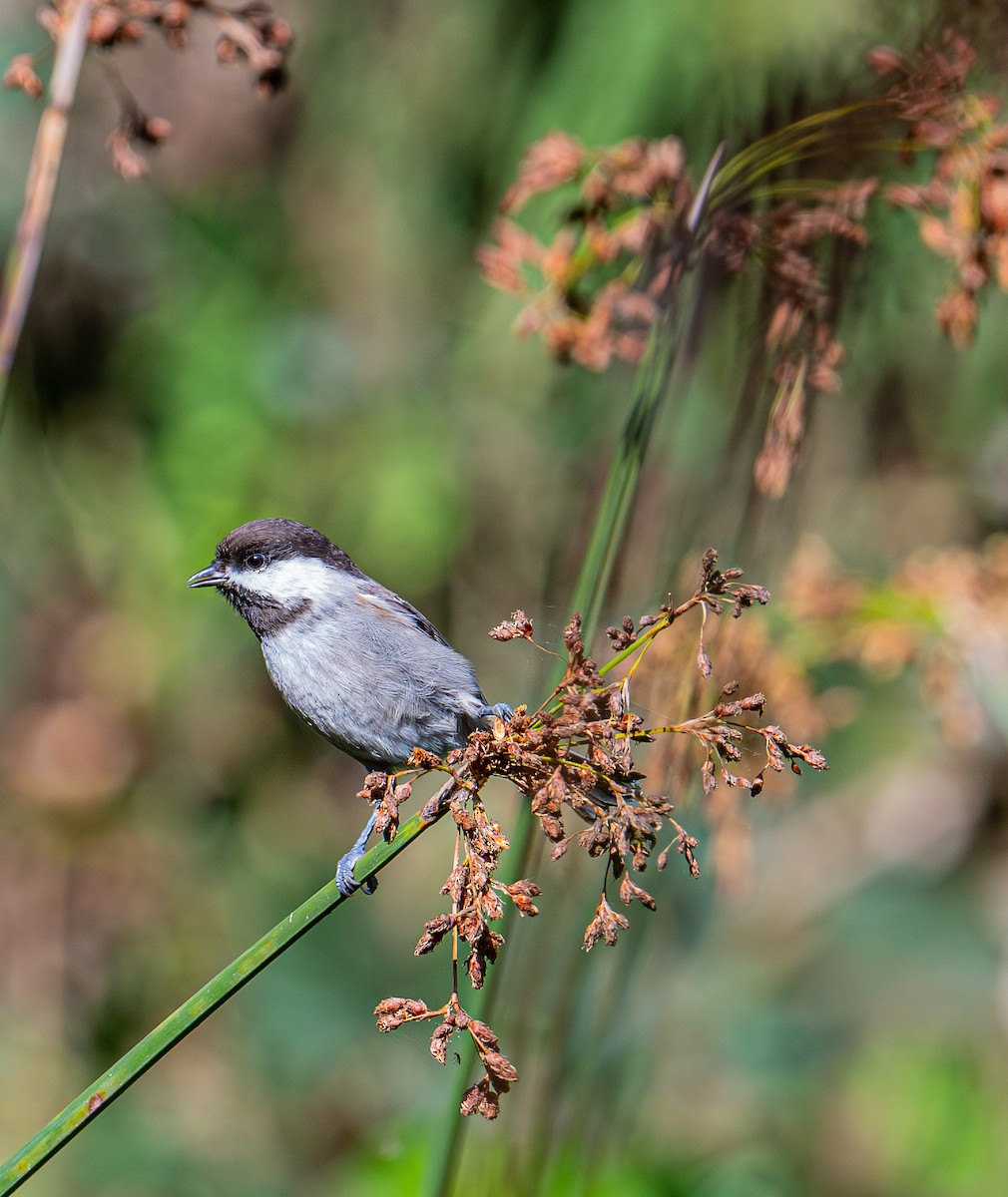 Chestnut-backed Chickadee - ML644618192