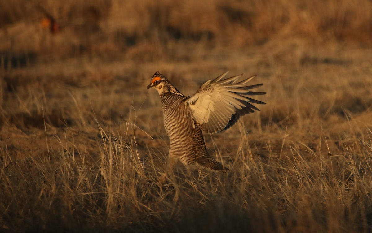 Lesser Prairie-Chicken - ML644618193